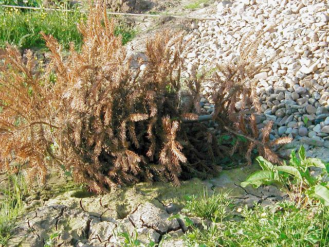 Ein toter ehemaliger Weihnachtsbaum, als Müll in ein Industriegebiet geworfen, liegt abgestorben braun im erblühenden Kraut des Frühlings an einem Haufen Kies
